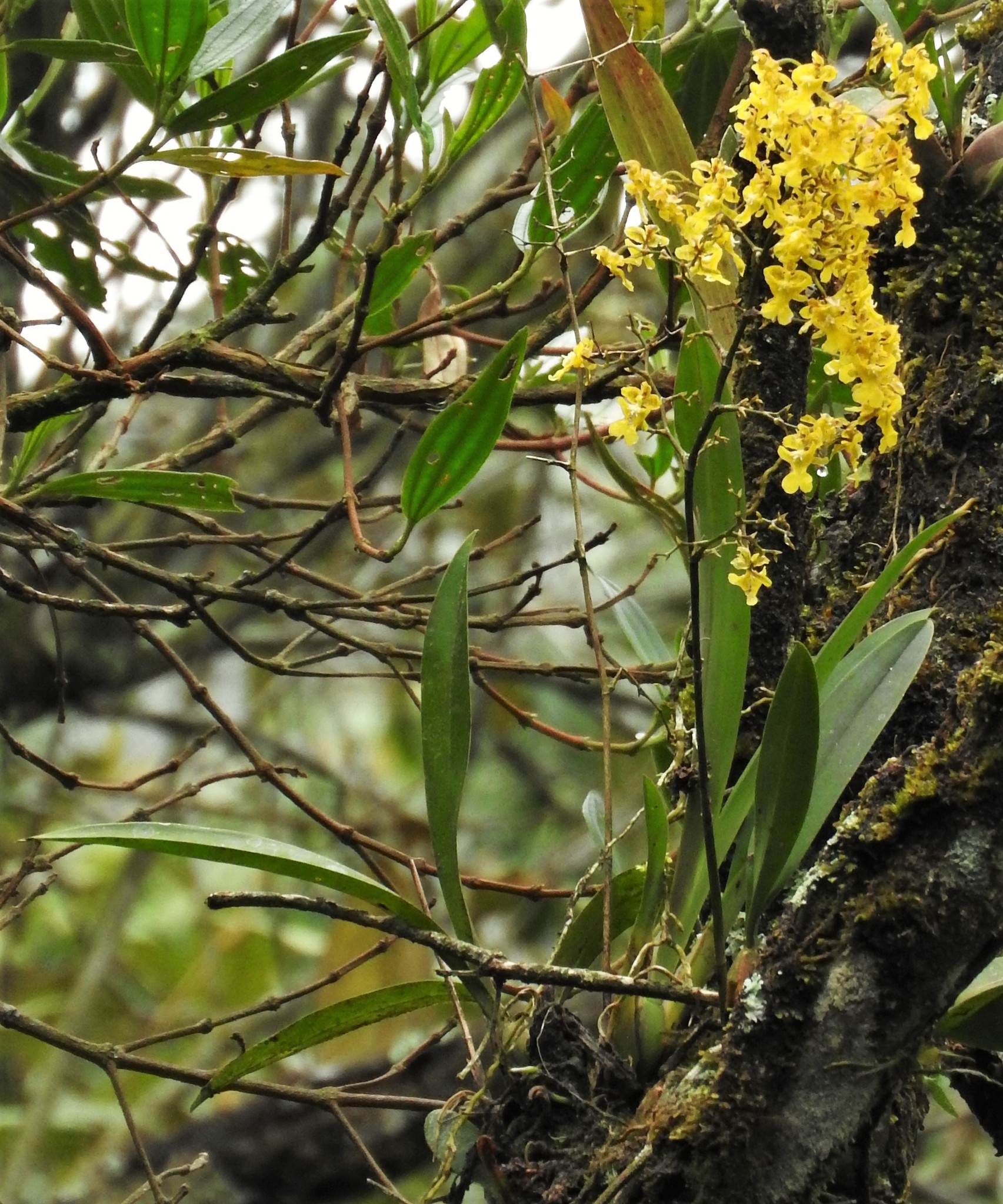 Oncidium sphacellatum alba
